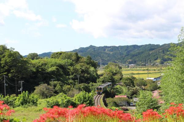 彼岸花0928
