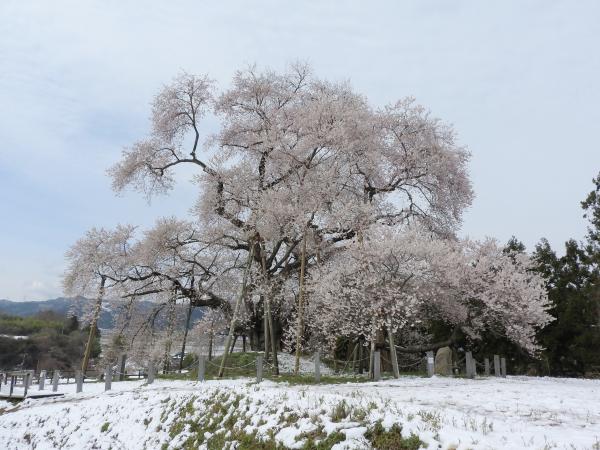 戸津辺の桜330-1