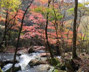 滝川渓谷（ふるさと会用）