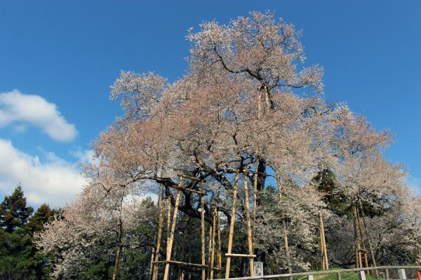 戸津辺の桜20230403-1