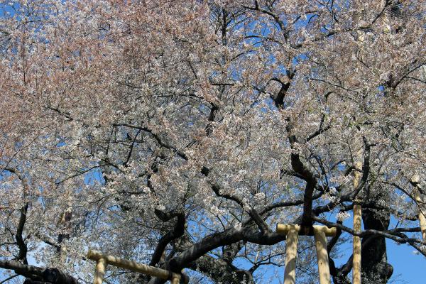 戸津辺の桜20230403-2