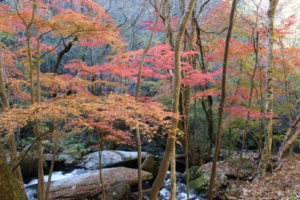 滝川渓谷紅葉20231120-2