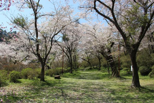 矢祭山公園桜20240415-1