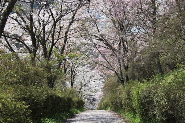 矢祭山公園桜20240415-2