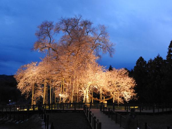 戸津辺の桜20250331-1