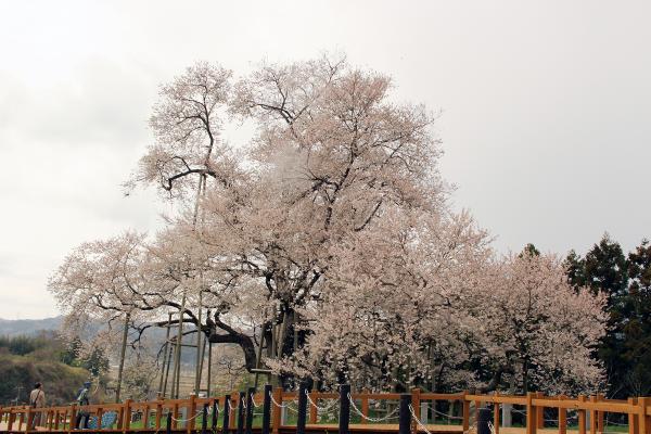 戸津辺の桜20250411-1