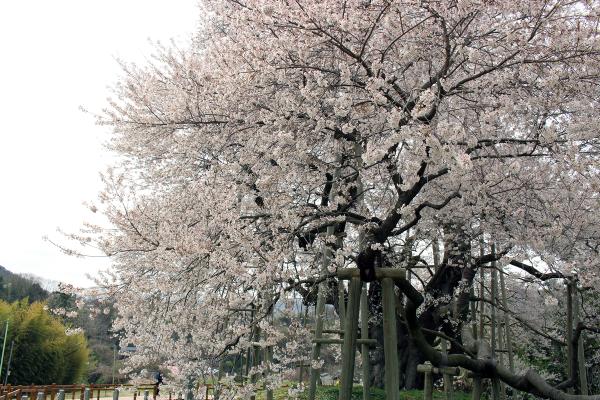 戸津辺の桜20250411-2