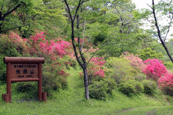 矢祭山公園つつじ20250508-1