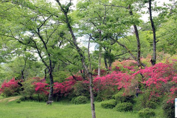 矢祭山公園つつじ20250508-2