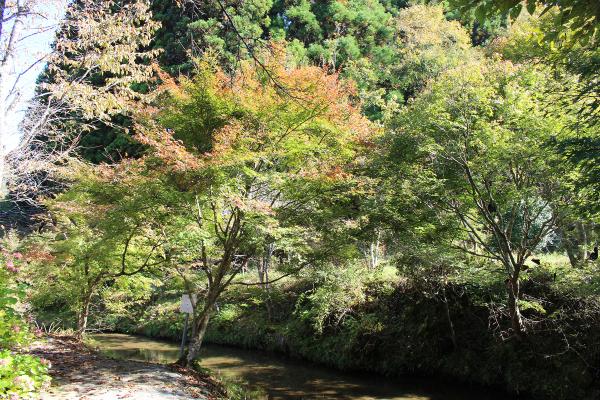 滝川渓谷紅葉20251030-1