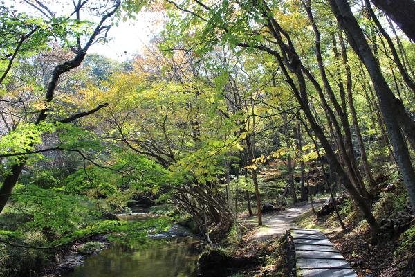 滝川渓谷紅葉20251030-2