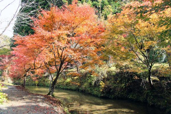 滝川渓谷紅葉20251111-1