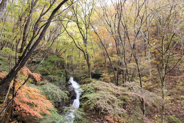 滝川渓谷紅葉20251111-2