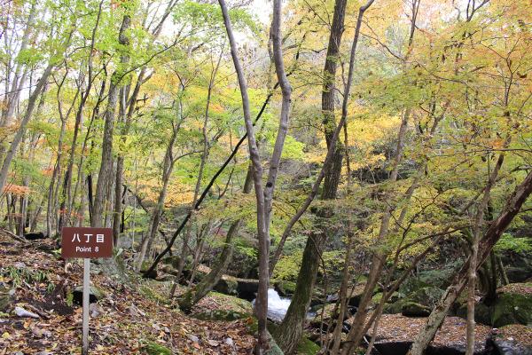 滝川渓谷紅葉20251111-3