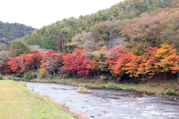 矢祭山公園紅葉20251111-2