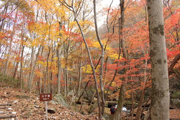 滝川渓谷20251120-1