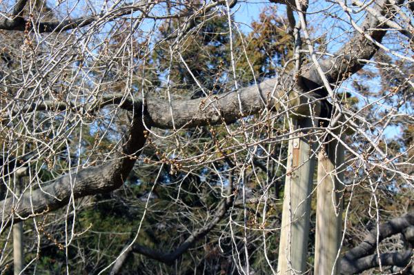 戸津辺の桜20260311-1