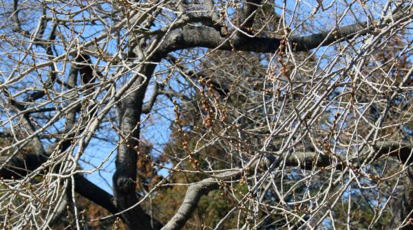 戸津辺の桜20260311-2