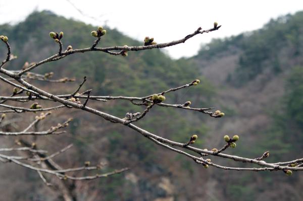 矢祭山公園桜20260326-1