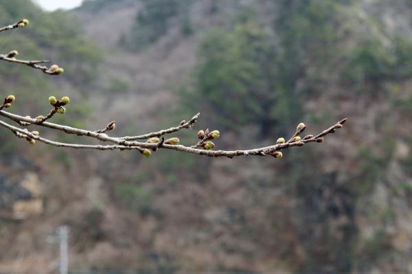 矢祭山公園桜20260326-2