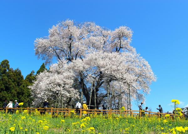 戸津辺の桜20260403-1