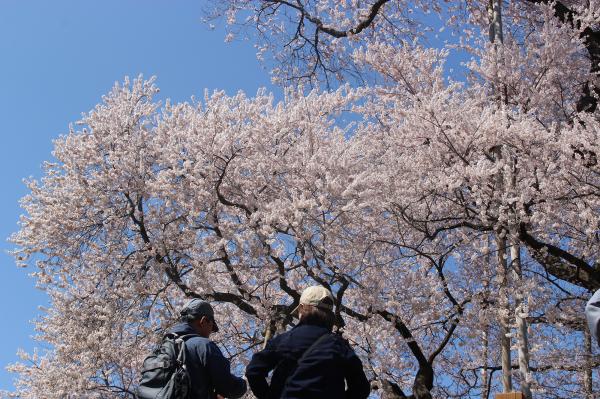 戸津辺の桜20260403-2