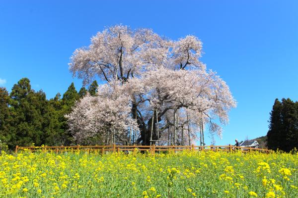 戸津辺の桜20260406-2