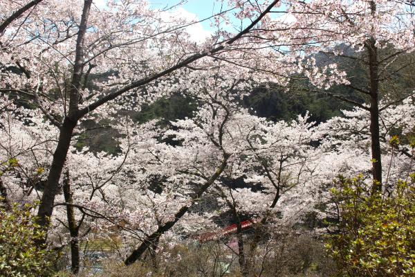 矢祭山公園桜20260406-1