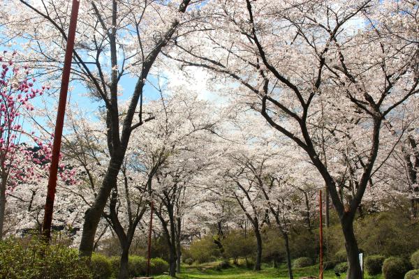 矢祭山公園桜20260406-2