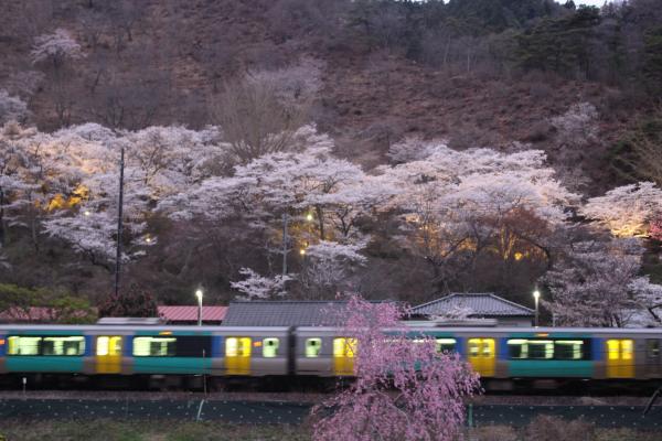 矢祭山公園桜20260405-1
