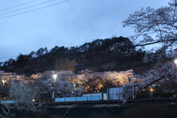 矢祭山公園桜20260405-2