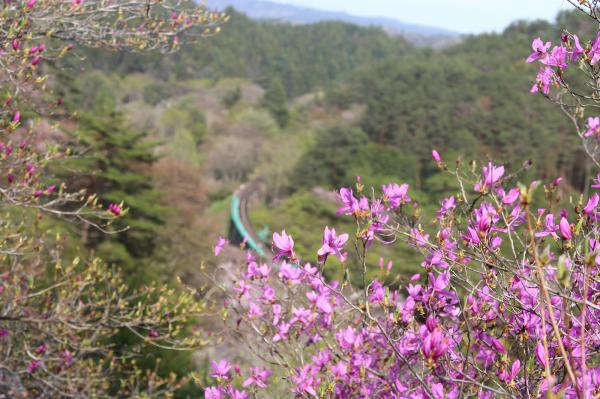 矢祭山公園つつじ20260413-1