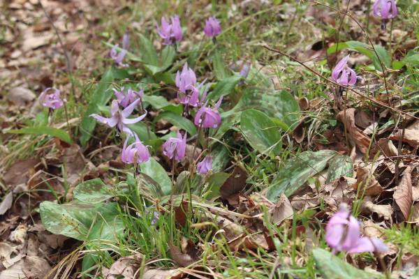 カタクリ20260414