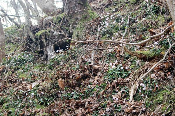 イワウチワ20260414