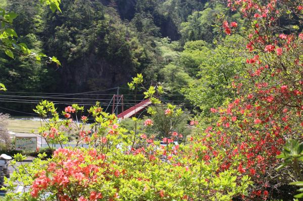 矢祭山公園ツツジ20260424-1