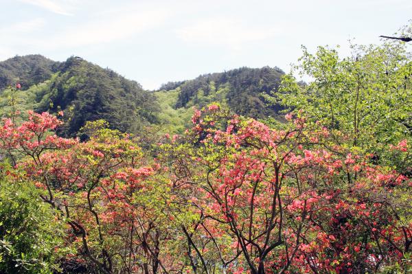 矢祭山公園ツツジ20260424-2