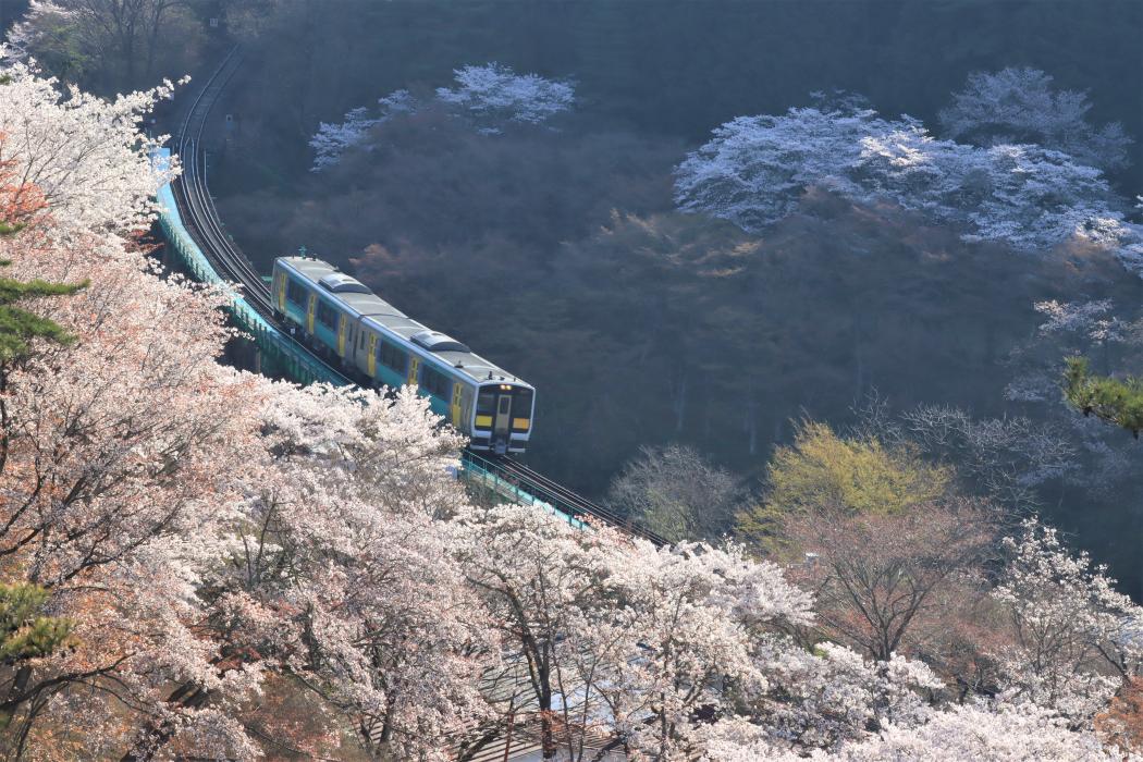 水郡線_桜1